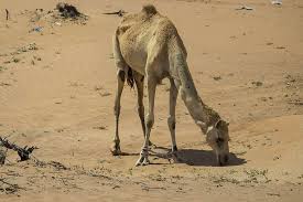 Paesaggio soleggiato verde, panorama della campagna annata. Caldo Hd Wallpapers Free Download Wallpaperbetter