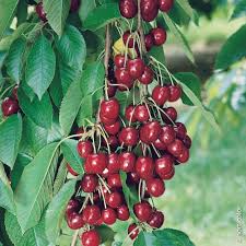 Cerisier Nain Garden Bing Cerisier Nain Arbre Fruitier Arbre Fruitier Nain