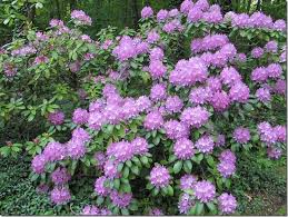 Roseum Elegans Rhododendron Very Common Variety They Just Show Up Every Spring With A Bit Of Water Soluble Fertili Beautiful Gardens Plants Growing Peonies