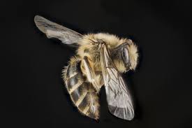 While ground bees are not honey bees, they are pollination bees, which makes get rid of bees with natural ingredients. Ground Nesting Bees Are They A Threat To You Or Your Lawn