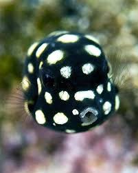 Black And White Spotted Saltwater Fish Juvenile Hawaiian Spotted Boxfish Ocean Animals Ocean Creatures Sea Animals