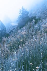 Nature Aesthetic Tumblr Posted By Ryan Cunningham