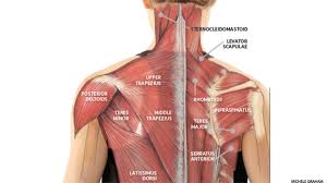 Back Of Neck Muscles Diagram Wiring Diagrams