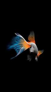 Live Wallpaper Iphone 7 Live Wallpaper Iphone 7 Live Wallpaper Iphone Fish Wallpaper Iphone