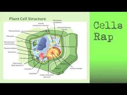 Cells Rap Parts Of The Cell Rap Songs For Children Youtube