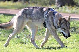 Voir plus d'idées sur le thème chien loup, loup, chien. Les Chiens Loups Et Les Chats Les Risques De La Predation Et Les Conditions De Leur Cohabitation L Agence Tous Chiens