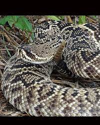 Eastern Diamond Back Rattlesnake Graphic T Shirt By Glink Rattlesnake Snake Photos Cobra Tattoo