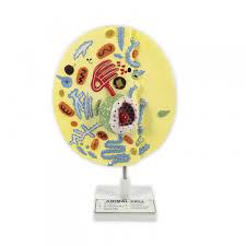 Maybe you would like to learn more about one of these? Animal Cell Model Animals Biology