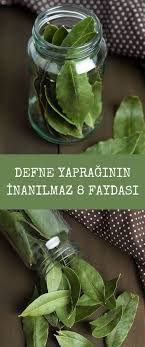 Defne Yapragini Mutfaginizda Mutlaka Bulundurmak Icin 8 Inanilmaz Sebep Entgiften Tipps Krauter