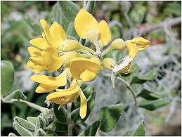 Image result for Sophora inhambanensis