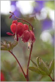 Bleeding Heart Flowers Bleeding Heart Flower Bleeding Heart Flower Heart