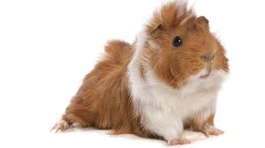 Guinea Pig Hakkinda Panosundaki Pin