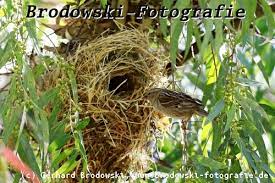 Nest Vogelnester Welcher Vogel Baut Welches Nest Vogelhorst Nestbau