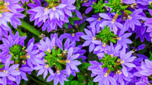 Image result for foto Vějířovka