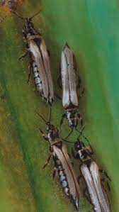Image result for Onion Thrips