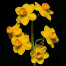 Voles can be found throughout the northern half of the country. Bulbs That Resist Vole Damage Garden Org