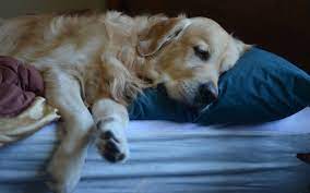 Why Do Dogs Snore So Loudly Sleep Matters Club
