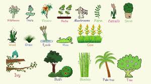 Plant Names List Of Common Types Of Plants And Trees In English With Pictures
