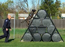 In this obstacle course, you're a dog (sorta). 73 Diy Dog Agility Course Ideas Dog Agility Course Dog Agility Diy Dog Stuff