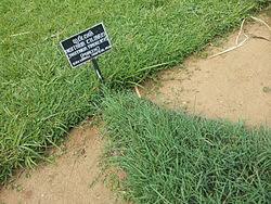 Image result for Digitaria ciliaris