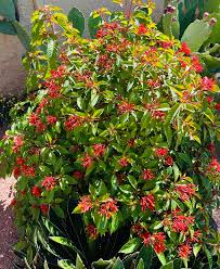 Image result for Hamelia patens