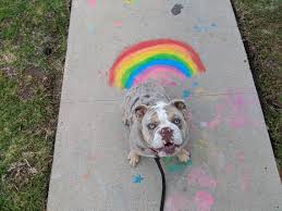 I only board 2 or 3 at a time. Dog Boot Camp Los Angeles Boarding Training Experts In La Fun Paw Care