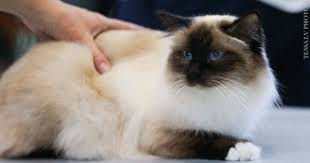 Sbin Seal Point Cat Lady Starter Kit Birman Cat Cats