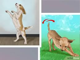 Use management tools such as crates and baby gates to maintain order while you modify your dogs' behavior through positive training. 3 Ways To Make Your Dog Get Along With Other Dogs Wikihow