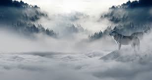 Weitere ideen zu wolf bilder, wolf, wolf hunde. Laden Sie Das Wolfe Hintergrundbild Fur Ihr Handy In Hochwertigen Hintergrundbildern Wolfe Kostenlos Herunter