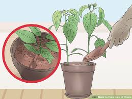 Image result for image of taking care of flower plants