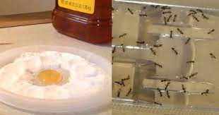Have a serious cockroach infestation in your home? Say Goodbye To Fleas Roaches And Ants With 1 Ingredient Ants Fleas Pests