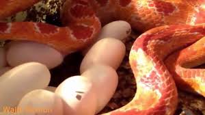 Check spelling or type a new query. Wajib Nonton Unik Dan Menakjubkan Cara Ular Kawin Bertelur Serta Menetas Youtube