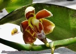 Image result for Microcoelia koehleri