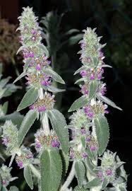 Image result for Harveya huillensis