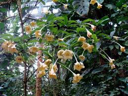 Image result for Rothmannia longiflora