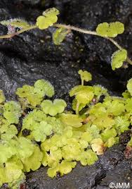 Image result for Sibthorpia europaea