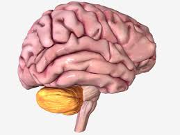 Left Brain Vs Right Brain Characteristics Functions And