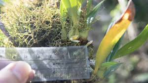 Image result for Styppeiochloa