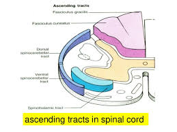 Ascending And Descending Tracts Of Spinal Cord