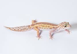 Black And White Striped Leopard Gecko The Pet Enthusiast