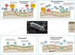 Check out the pronunciation, synonyms and grammar. The Biogeochemistry And Bioremediation Of Uranium And Other Priority Radionuclides Sciencedirect