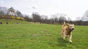 Im hotel englischer garten fühlen sich die gäste wie bei oma auf dem dorf. Nach Attacken Durch Aggressive Hunde Leinenzwang Fur Vierbeiner Munchen Sz De