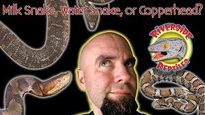 How to tell the difference between a venomous and non-venomous snake