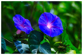 Image result for Ipomoea ephemera