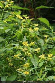 Image result for Lysimachia barbata