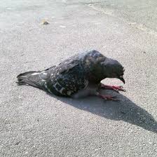 Your pigeons sitting stock images are ready. Have You Ever Seen A Sitting Pigeon They Re Hilarious