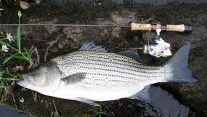 Maybe you would like to learn more about one of these? Branzino Come La Spigola Il Metodo Per Pulirlo Al Meglio