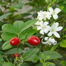 Image result for Murraya paniculata