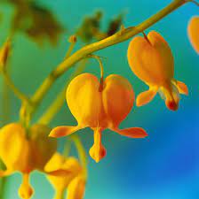 Yellow Bleeding Heart Flower Bleeding Heart Flower Most Beautiful Flowers Beautiful Flowers