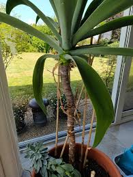 Image result for Agave attenuata